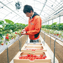 自社農園でイチゴを植え育てる様子